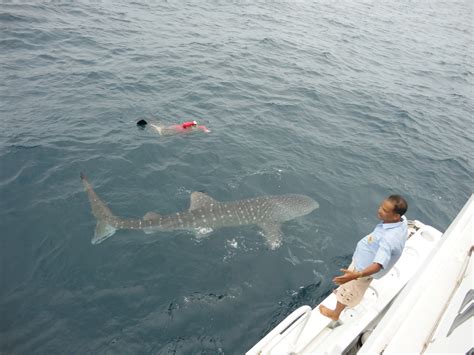 How To Snorkel With A Whale Shark Snorkeling Thailand