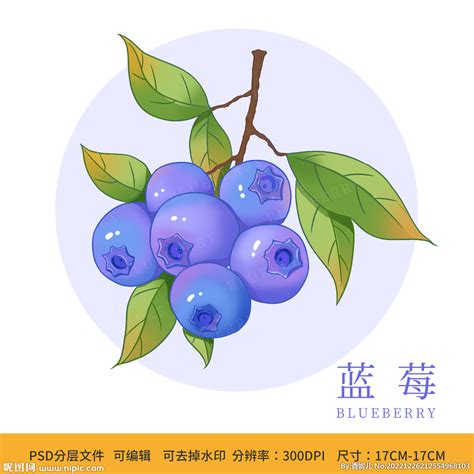 手绘蓝莓水果包装插画设计图水果生物世界设计图库昵图网