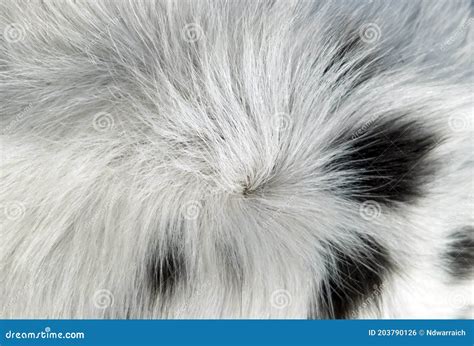 Texture Or Pattern Of Dog Hair Stock Photo Image Of Skin Natural