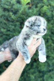 Akita Inu Akita Japońska pręgowane i białe szczeniaczki Gratka