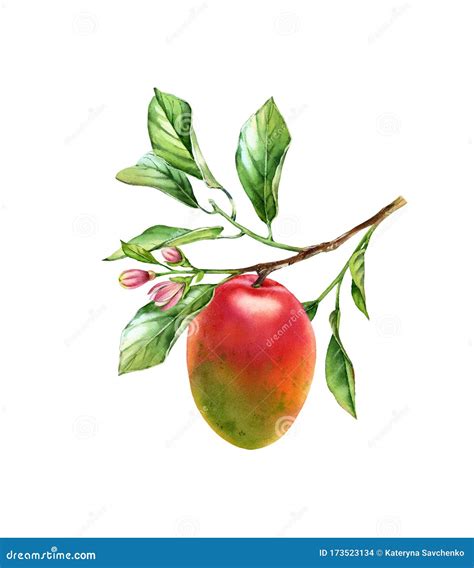 Watercolor Mango Branch Ripe Mango Fruit With Flowers Leaves