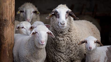 Five Cool Facts About Sheep Four Paws In South Africa Animal