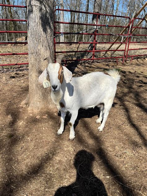 Hilltop Acres Goat and Sheep Auction | Romance AR