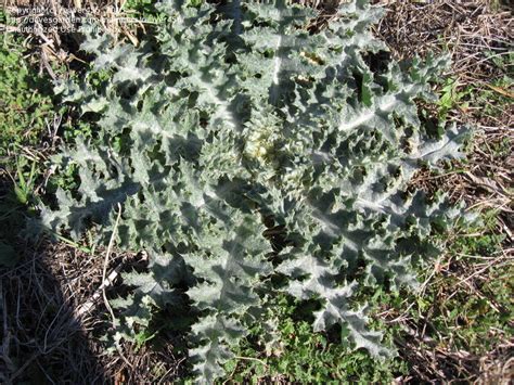 Plant Identification Closed Spiky Looking Weed Leaves 2 By Reaver456