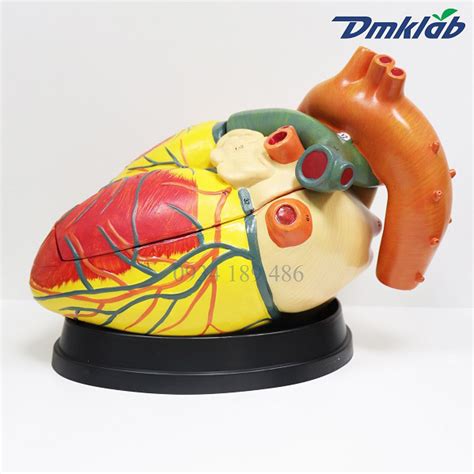 mo hinh tim kich thuoc gap  lan tim  dmk lab