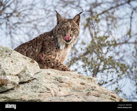 Donana National Park Lynx Hi Res Stock Photography And Images Alamy