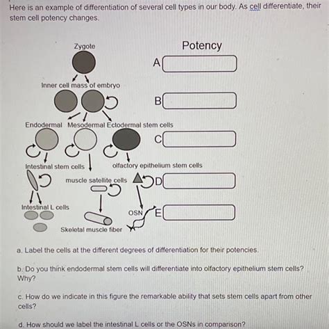 Here is an example of differentiation of several cell | Chegg.com