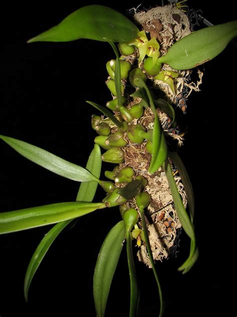 Trias Nasuta 5 Flowers Opened At The Moment Before Were Q Flickr