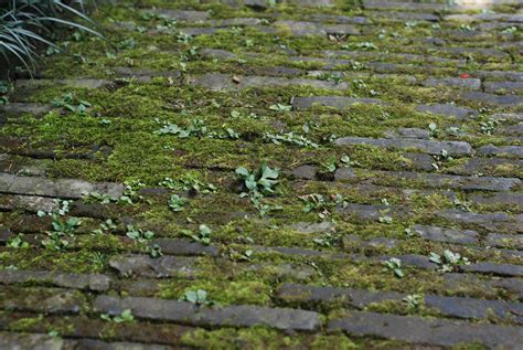 Fotos gratis árbol bosque césped rock planta suelo hoja flor