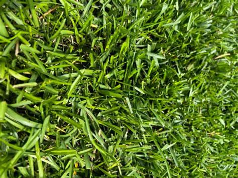 How To Make Centipede Grass Thicker And Fuller Lawn Model