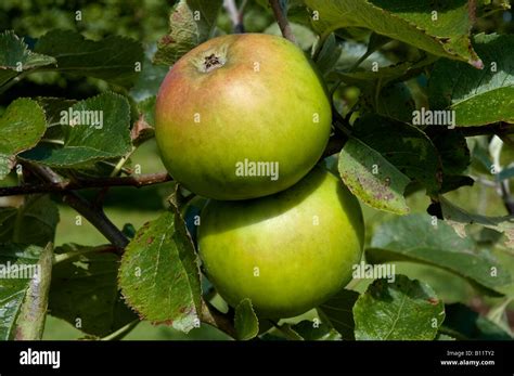 Bramley Apple Stock Photo Alamy