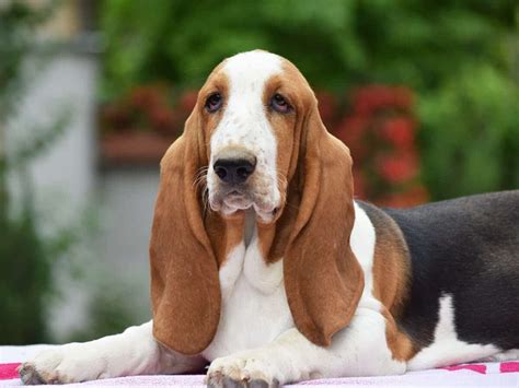 19 Amazing Facts About Basset Hounds You Might Not Know Page 3 Of 7