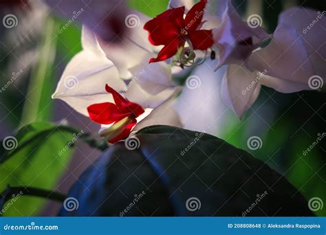 Clerodendrum Ajugoideae Lamiaceae Clerodendrum Thomsoniae Clerodendrum