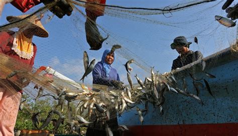 Indonesia Has Largest Fishery Potential In Asean