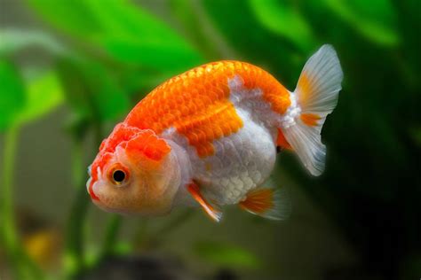 How To Breed Goldfish Tips And Techniques AquashineGoldfish