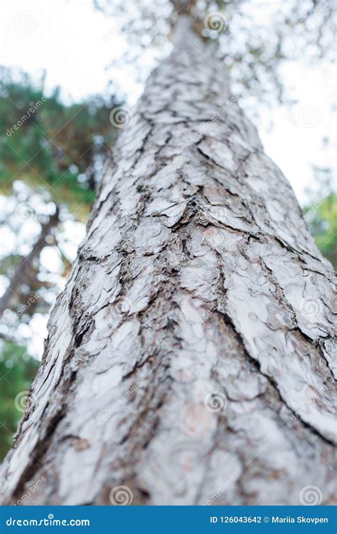 Tall Pine Trees Against The Sky Nature Background Stock Photo Image