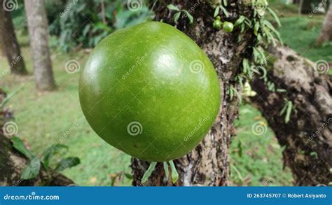 unique fruit calabash fruit  crescentia cujete stock image image