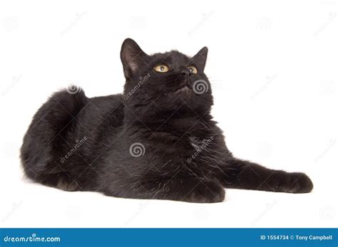 Black Cat Resting And Looking Up Stock Photo Image Of Kitten Tail