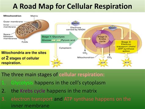 30 best ideas for coloring | Cellular Respiration Steps