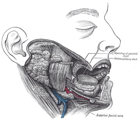 Submandibular duct - Wikiwand