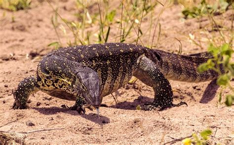 Big Lizards You Can Keep as Pets (Ranked by Size) - Pets With Scales