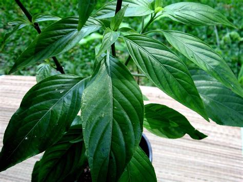 Plants In Costa Rica That May Support Diabetes Treatment