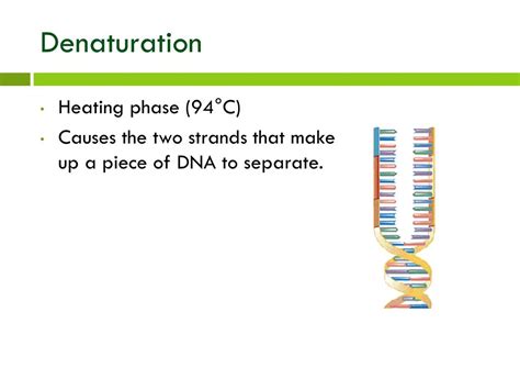 Ppt Polymerase Chain Reaction Pcr Powerpoint Presentation Free Download Id3696288