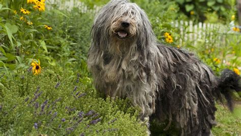 Bergamasco Sheepdog Breed Information And Characteristics