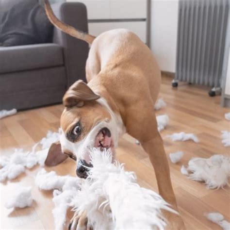 Oorzaken Van Verlatingsangst Bij Je Hond Waar Komt Het Toch Van Je