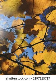 Photo Tree Branch Autumn Leaves On Stock Photo 2197125717 | Shutterstock