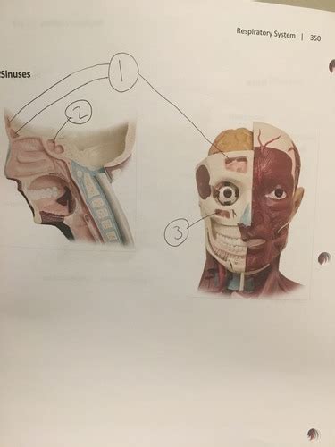 Sinuses Flashcards Quizlet