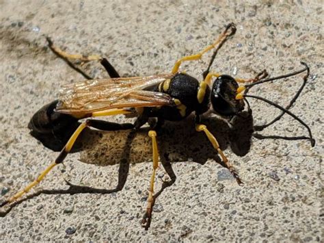 North Carolina Wasps Pictures And Identification Tips Green Nature