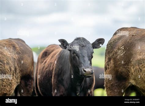 Agriculture Field Beef Cows In A Field Wagyu Cattle Herd Grazing On