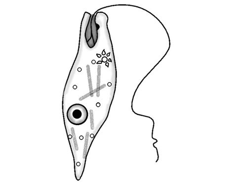 Euglena Labeled