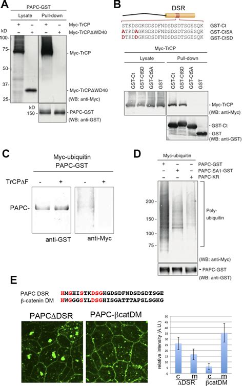 Phosphorylation dependent β TrCP interaction and ubiquitination of