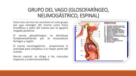 Morfofisiologia Del Sistema Nervioso Central Ppt