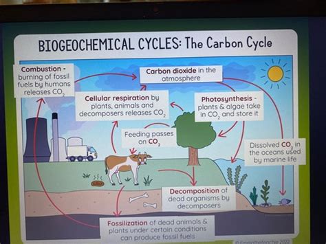 Biology Chapters 3 And 4 Flashcards Quizlet