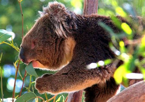 Koala Bear Facts - Animal Facts Encyclopedia