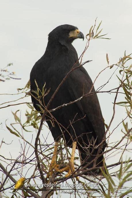 Guila Negra Great Black Hawk Buteogallus Urubitinga Paperblog