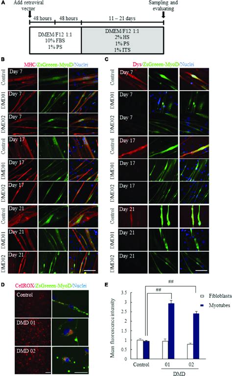 Conversion Of Fibroblasts To Myotubes By MyoD Transduction A