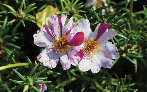 Como Plantar Flor De Mel Em 5 Passos Casa Vogue Paisagismo