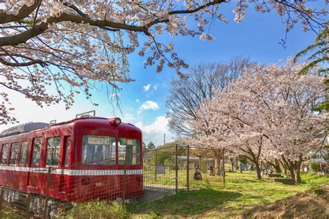 池子の森自然公園コース 動植物ゆたかな自然環境を楽しめる回廊 モデルプラン公式逗子市 観光ワーケーションサイト 逗子旅