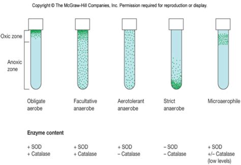 Chapter 7 Microbial Growth Flashcards Quizlet