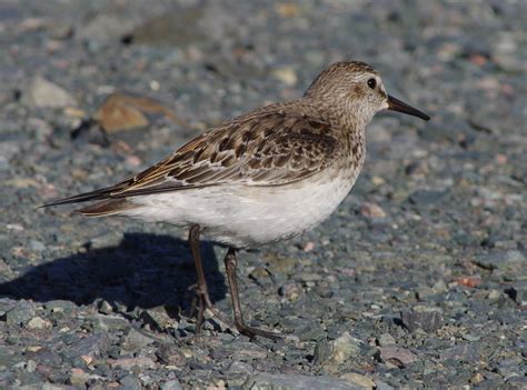 White-rumped Sandpiper - Pentax User Photo Gallery