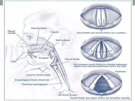 Disorders Of Voice Dr Sithanandha Kumar 19 09 2016