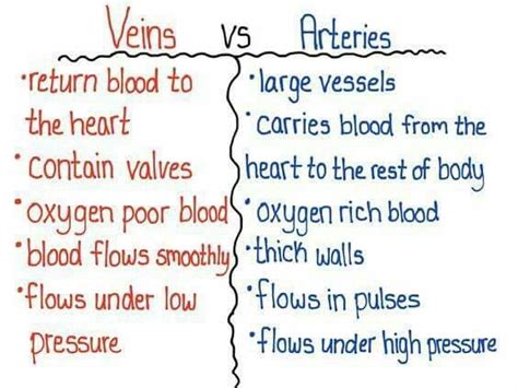 State The Difference Between Blood Vessels Artery Vein Class 12 Biology