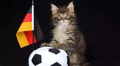 German Cat Breeds - Love Your Cat