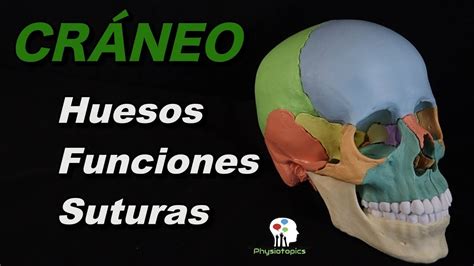 El Cráneo Neurocráneo Y Viscerocráneo Youtube