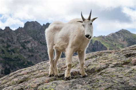 Friendly Goat | Gore Range, Colorado | Mountain Photography by Jack Brauer