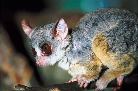 Bushbaby Amazing Facts Pictures And Where To See Them